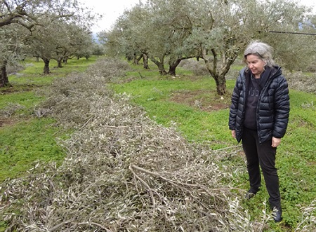 Use of live and dead mulching